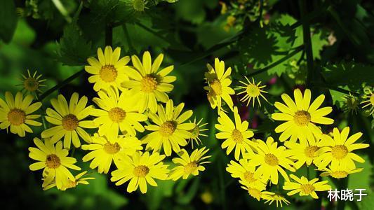 |熬过明天，吉星庇佑，横财正财一波接一波，事业红红火火的生肖