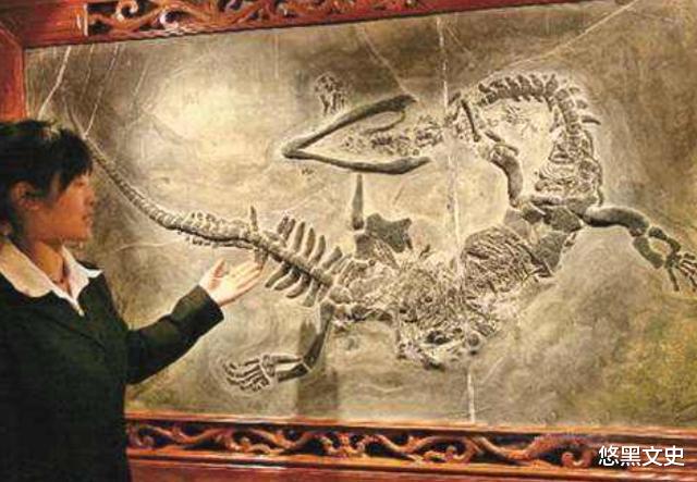 化石|贵州发现龙化石，外形酷似中国龙，12生肖为何唯独龙没有实物？