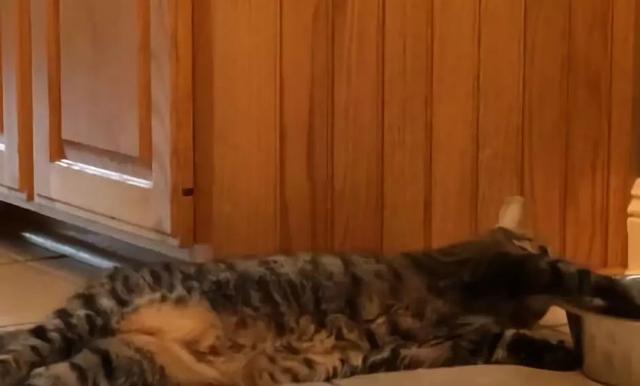 猫咪懒到一个境界，开始躺着舀水喝，这姿势太销魂了！
