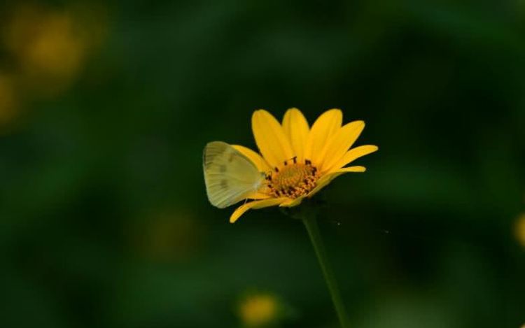 生肖|10月下旬开始财运丰厚，喜事较多，财源滚滚的四大生肖