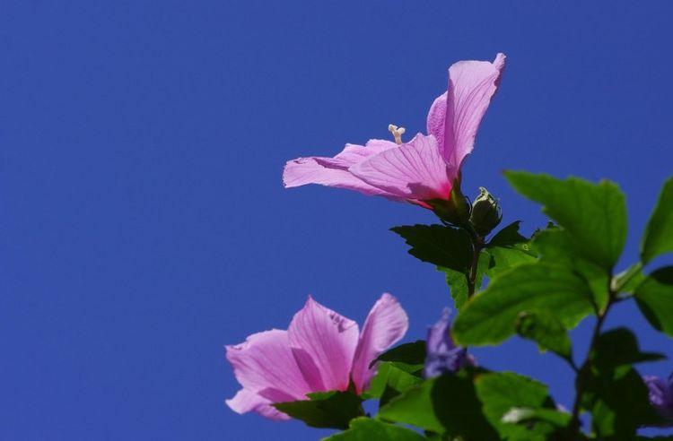 生肖|九月中旬，好运连连，财源滚滚，财富在眼前的四大生肖