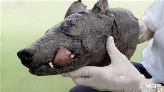 科学家▲九大曾传得玄之又玄的神秘生物，看知晓其真面目，瞬间感觉被玩弄