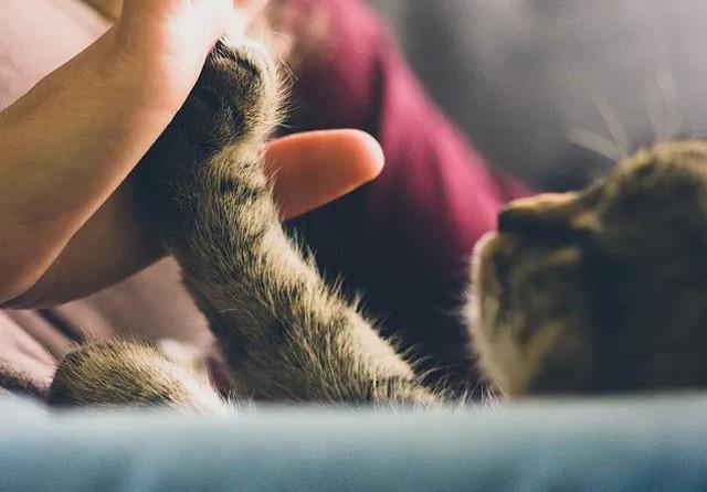 从海边来的猫咪，最后成了奶奶晚年里，重要的亲人和灵魂慰藉