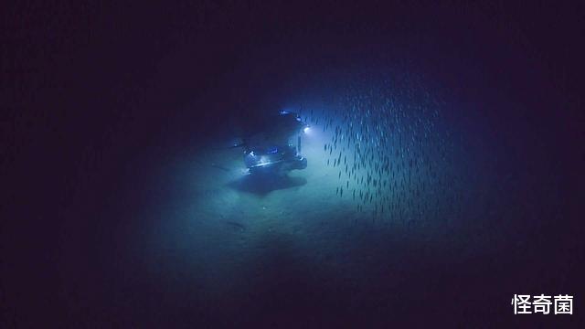 深海生物|深海最深处有什么？四个致命威胁，每个都让人害怕