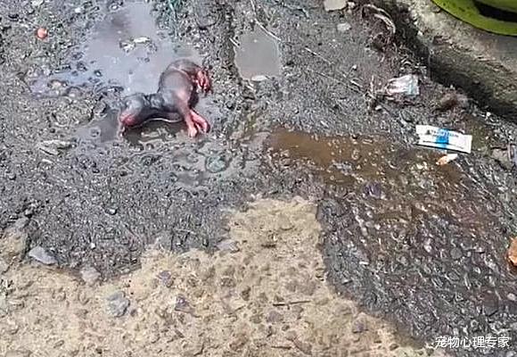 女子在街上走时，听到水坑中传来叫声，找到后都不忍心看了