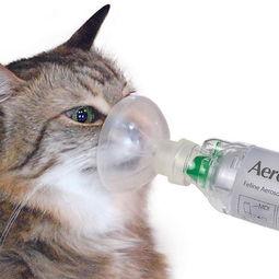 猫咪哮喘了，往这看