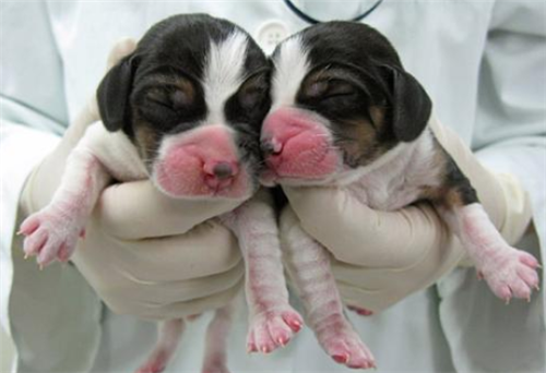 科学家|1996年就有了克隆羊，为何没出现克隆人？看多莉的一生，就明白了