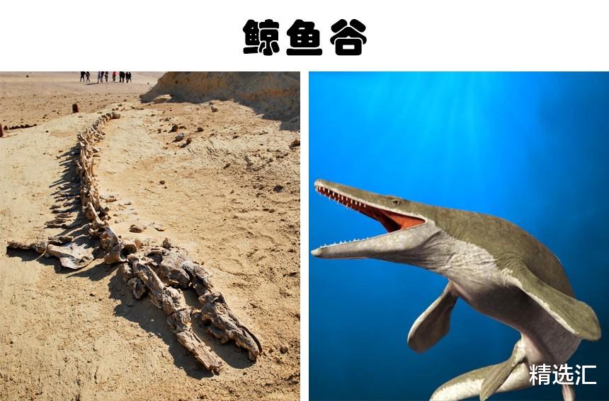 鲸鱼|科学也难以完美解释的9个来自过去的神秘发现