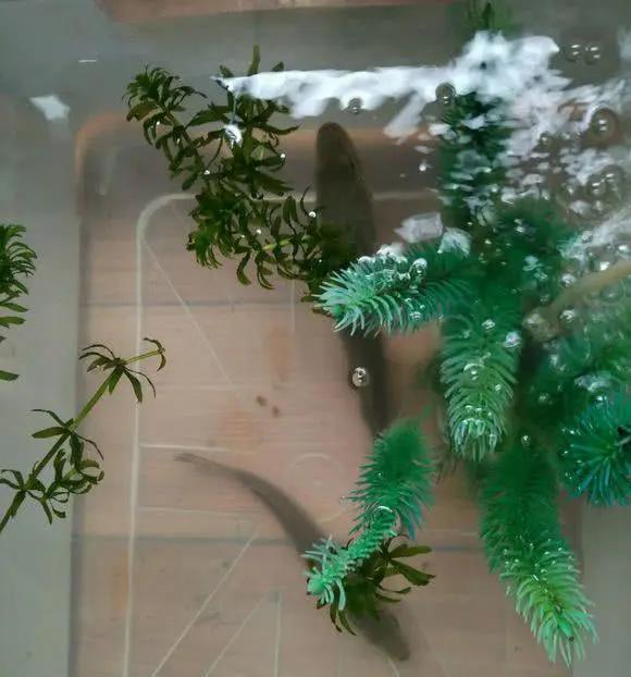 常州|泛滥?美国掠食鱼大量出现常州河道,钓鱼人:钓到了不敢放生