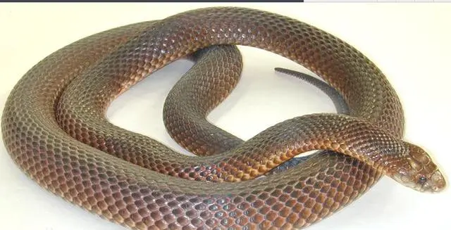 「蜘蛛」细数全世界十大剧毒的动物! 第一很艳丽, 第九却是难得的美食