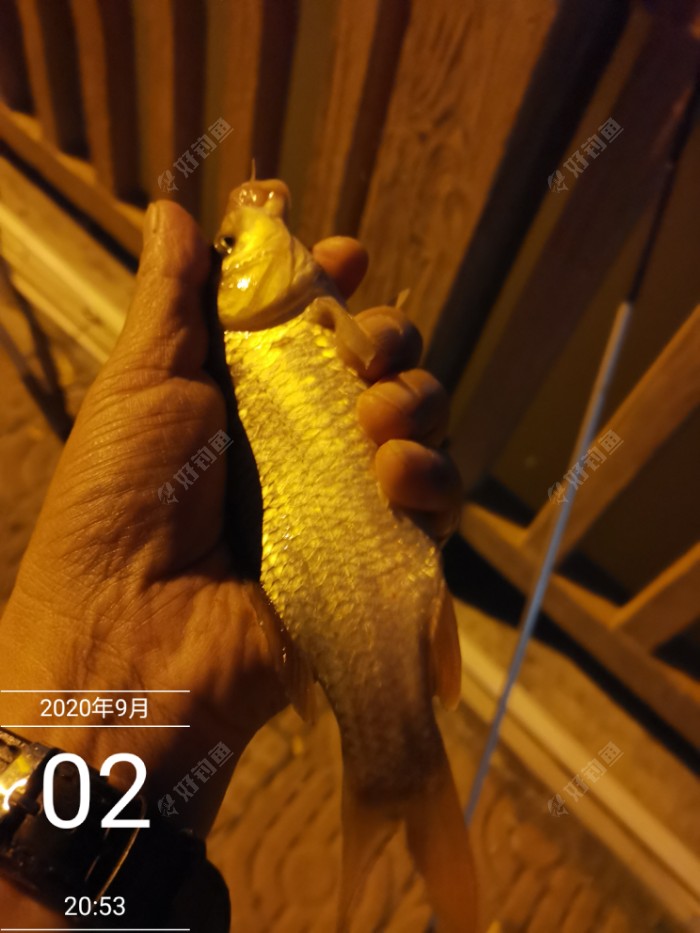 钓鱼|入秋以来首凉爽 双枪作钓小鲤来