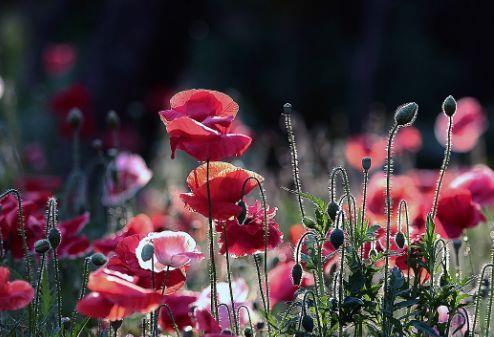 「巨蟹座」2020年，感情不顺，有可能外来者插足，生活被搅乱的星座