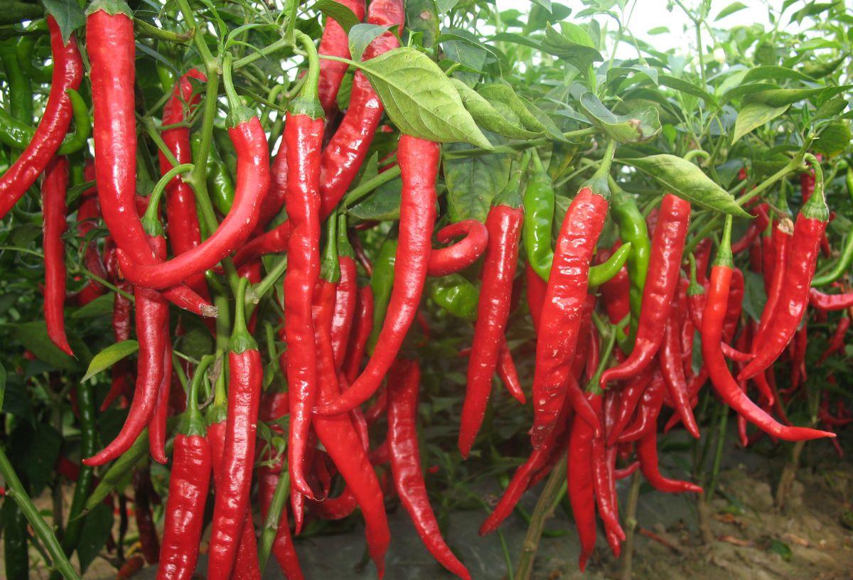 「胃病」胃最害怕的蔬菜是什么？