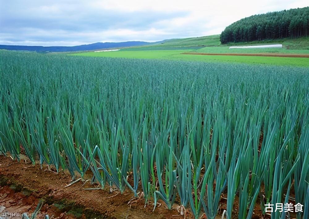 大葱|它是“葱中之王”，被我国誉为最好吃的葱，你知道产自哪里吗