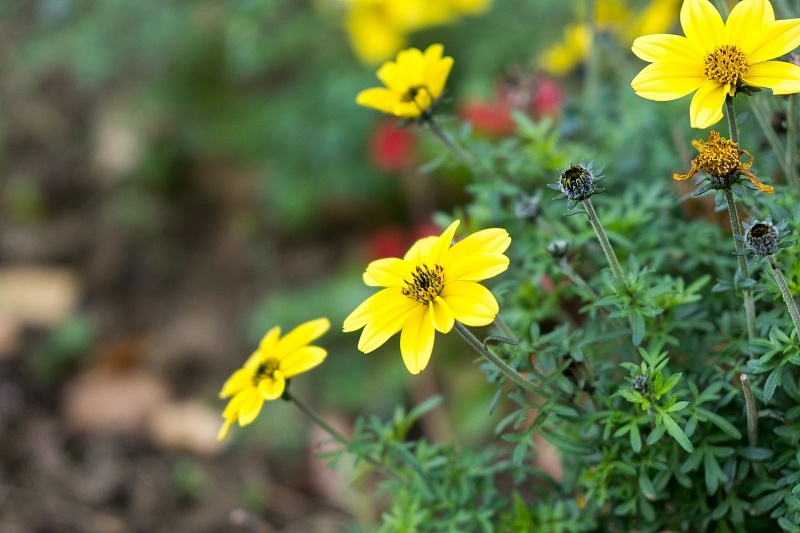 [生肖]日防夜防，家贼难防：属相鸡5月份要“提防”两个人，不是开玩笑！