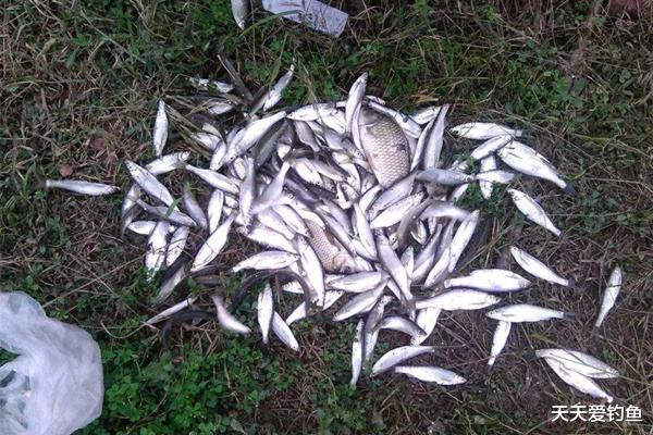 钓鱼技巧|钓鱼技巧:绝杀白条好方法,七星串钩的使用要点,狂拉白条很过瘾