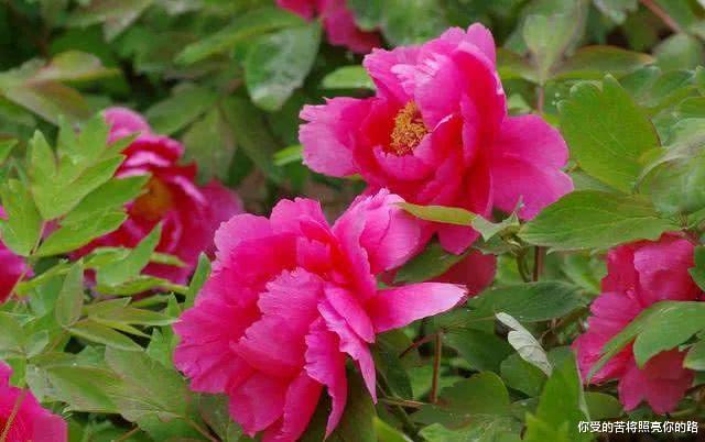 『』6月6号起，财源滚滚，3属相前途一片大好，成功不怕晚