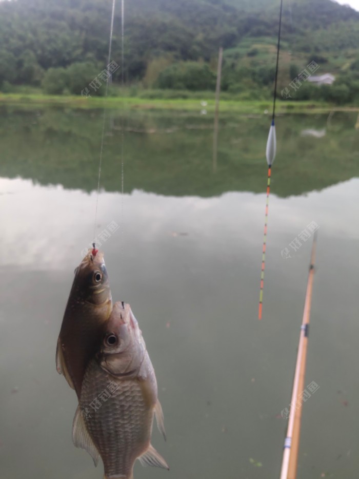 |秋雨绵绵，出钓山间水库，山美水美鱼更美