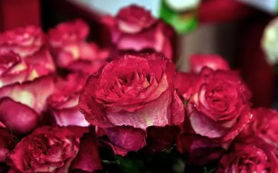 吉星|未来一个月吉星高照，4属相机遇不断，富贵连连，大吉大利