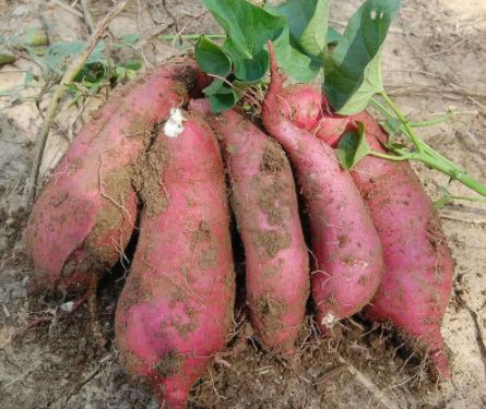 癌细胞▲人怕癌,癌怕它,每天多吃这“4物”,让癌细胞“无缝可入”!