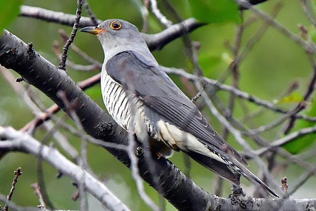 @布谷鸟,你可能常见,但它们的“卑劣”真面目,你未必了解