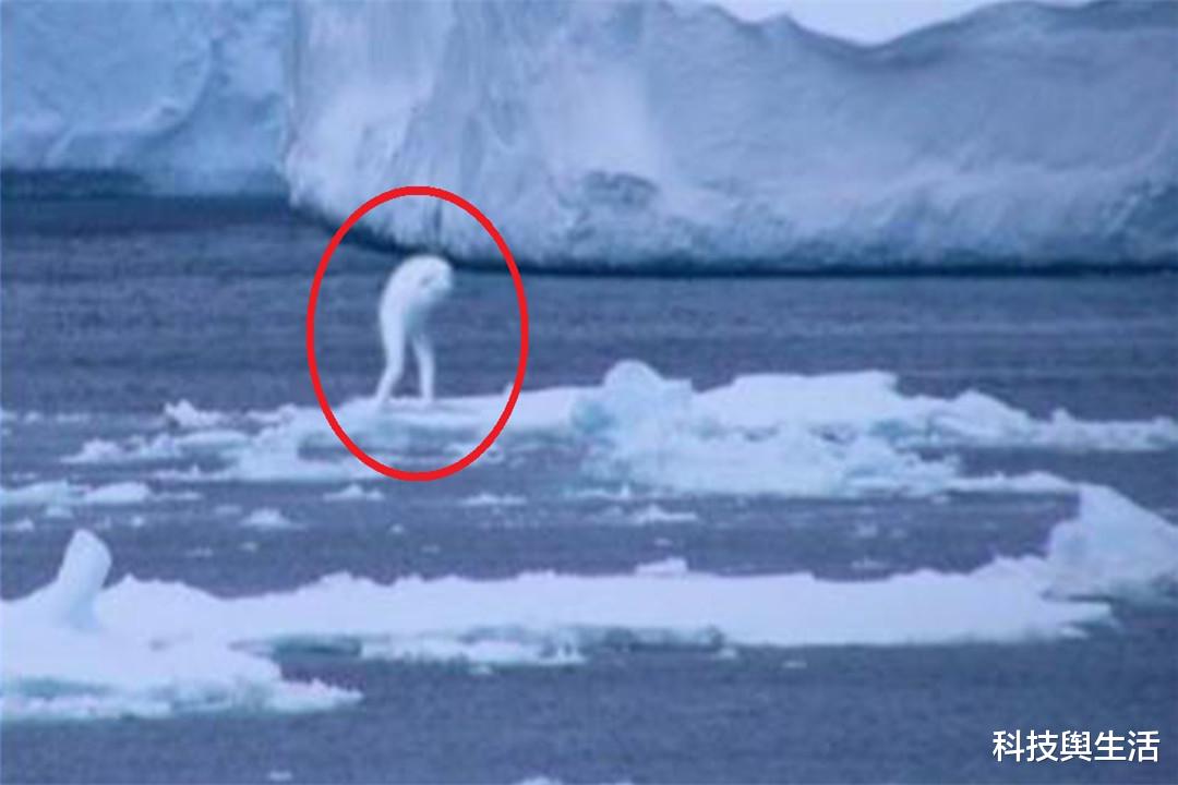 南极|南极出现“鲸鱼人”，可能与人类化学实验有关，会带来什么影响？