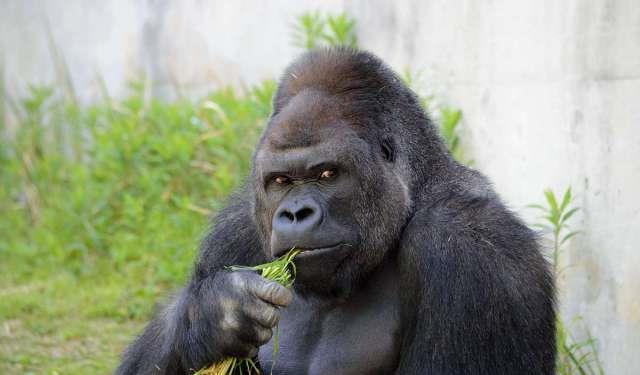 基因|大猩猩不做力量训练，肌肉却很发达，为什么人类不行？