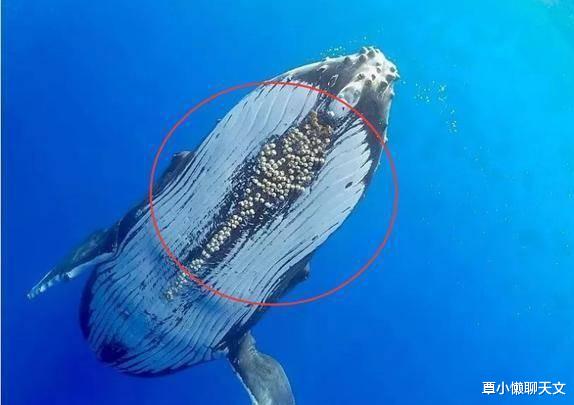 【鲸鱼】为什么鲸鱼身上寄生有很多藤壶，而大白鲨身体却干干净净？