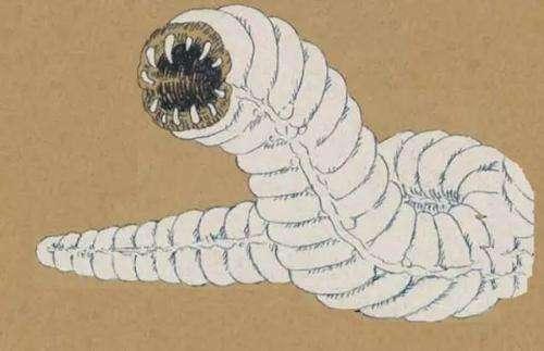 传奇生物|现实中可能真实存在的八大传奇生物，看过的没有说不震撼的