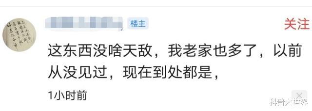 松鼠|农村老鼠少了，松鼠却多了！你那里是这种情况吗？知道怎么回事吗