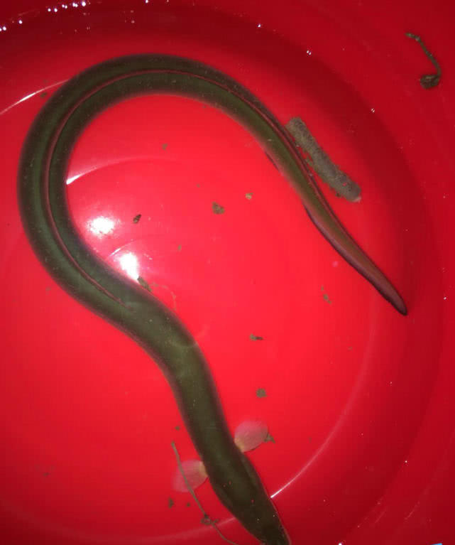 『千岛湖』半米长“大泥鳅”？男子千岛湖钓到“稀罕物”，整个千岛湖没几条