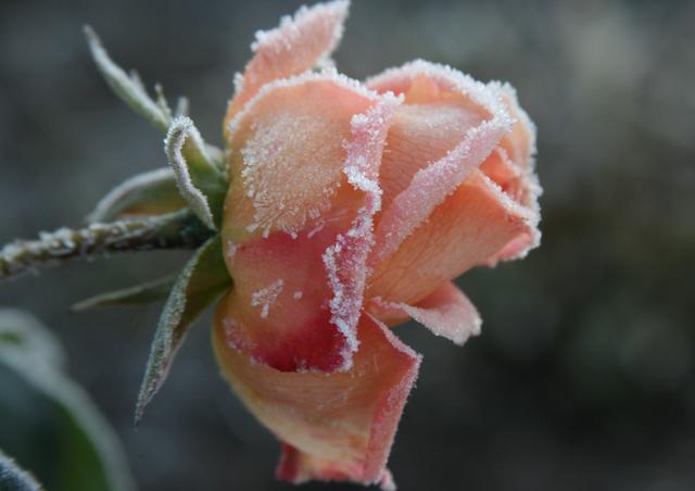 生肖|8月，咸鱼也能翻身？4生肖稳住状态，积极上进，喜事降临好运到