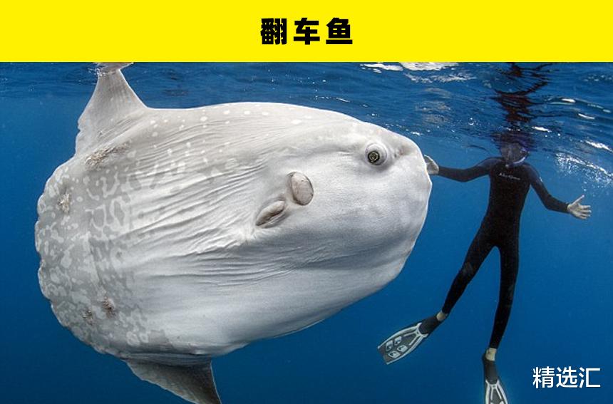 海洋生物|你可能没有了解过的5个令人生畏的水下动物