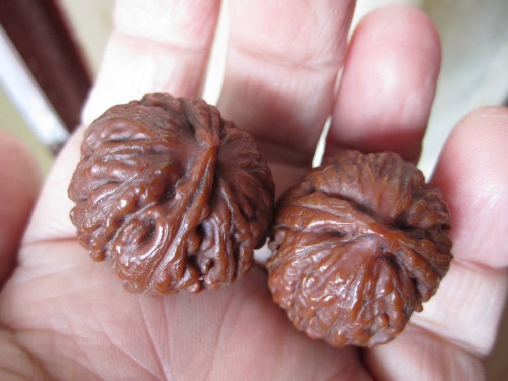 文玩|几种难伺候的文玩