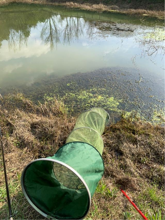 #鲫鱼#关于钓鱼的一些细节问题,需要注意什么