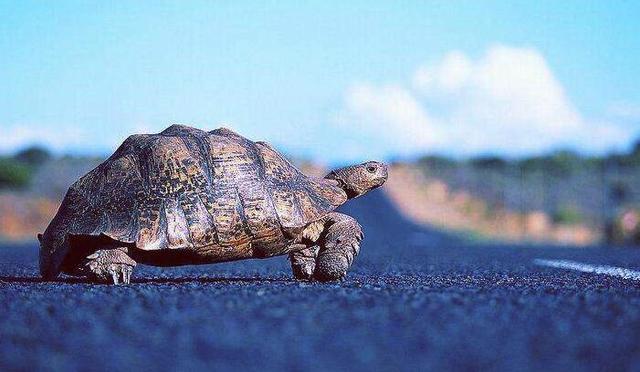 科学家|乌龟为什么会进化出龟壳？如果你认为这是为了自我保护，那你就错了