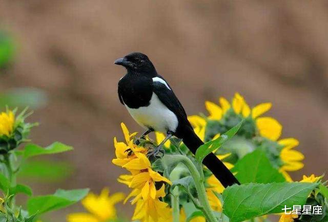 「生肖」6月23号，赚钱有门路，财富得到积累的3生肖，渡过难关