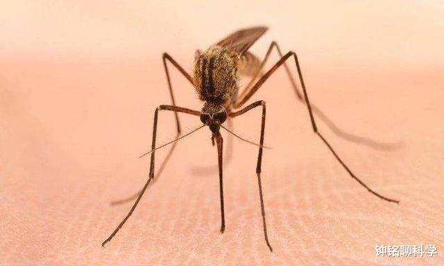 [微生物]蚊子吸了艾滋病人的血后，再去吸他人血，会导致艾滋病传播吗？