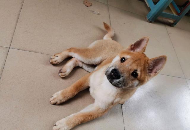 领养了一只假柴犬，但最后还是宠成了小可爱！