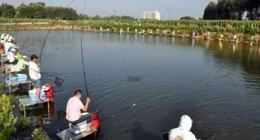 「」黑坑调钓，别再说微调找口，调灵钓钝其实就看鱼口