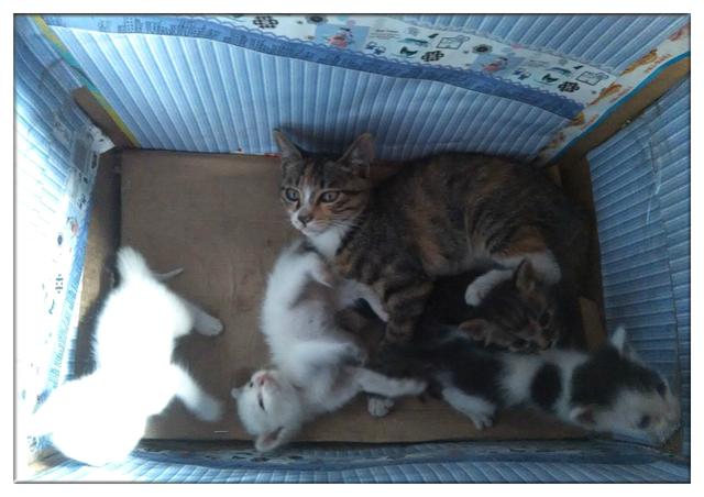 母猫孩子被送人后收养小猫当孩子，生二胎后离世，小猫当起了妈妈