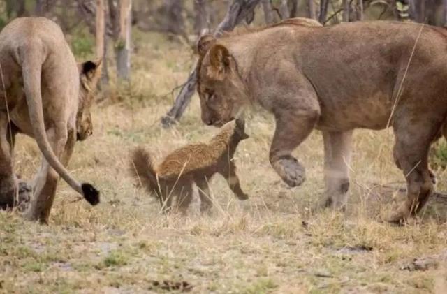 【蜜獾】平头哥，吃毒蛇就像吃辣条，真的百毒不侵吗？其实它被高估了