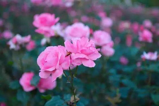 运势|未来3个月，4属相运势提升，事业一帆风顺，爱情甜蜜幸福