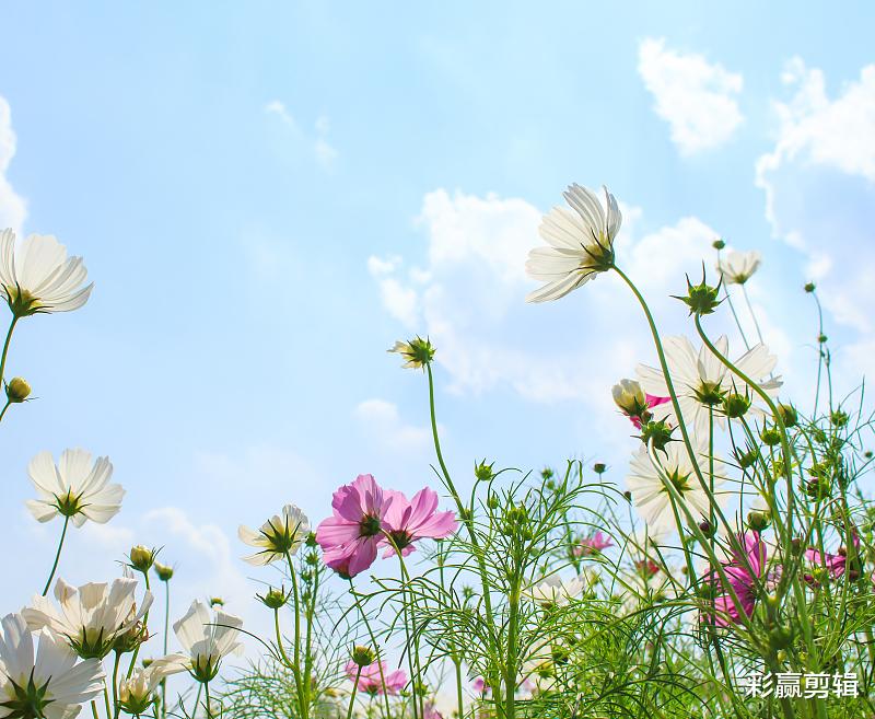 运势|用情极深，一生只会爱一次，绝不会朝三暮四的四个星座