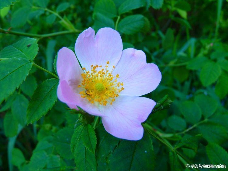 |未来一周，桃花报喜，爱情到来，事业也会非常顺利的四神效！