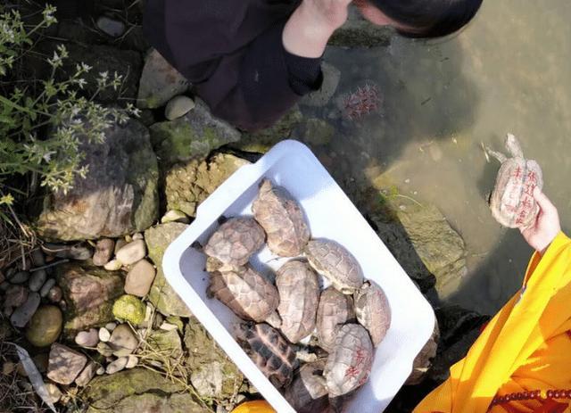 广东省|广东男子水库钓获“黄壳龟”,外形罕见,一级保护动物?