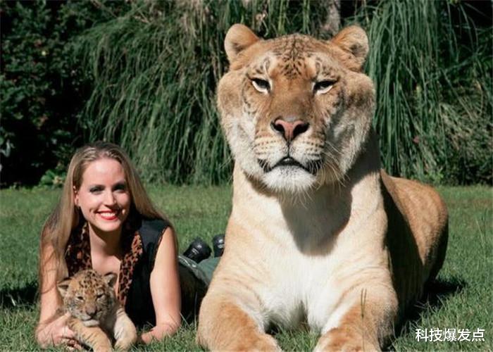 「昆虫」如果把所有动物放大200倍，人类不变，谁会成为地球新主人呢？