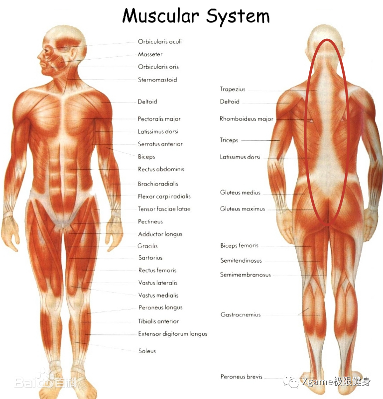 |一张图告诉你，地表最强背部圣诞树有多酷！！