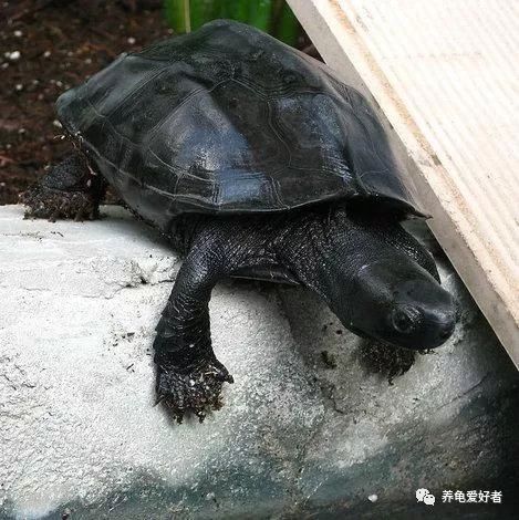 国风墨韵，我万能的大墨龟啊！