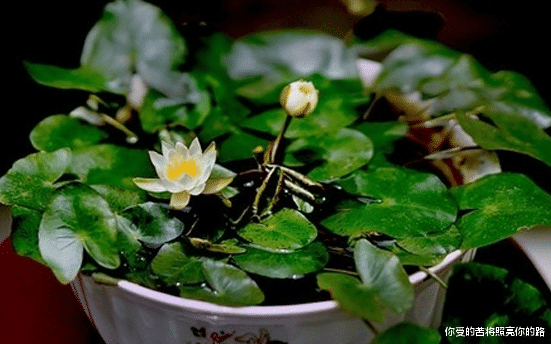 #运势#下周开始运势转旺，4属相财源滚滚，生活富贵舒适，日子越来越好